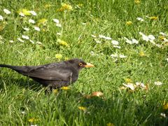 Nahrung suchender Amselhahn,