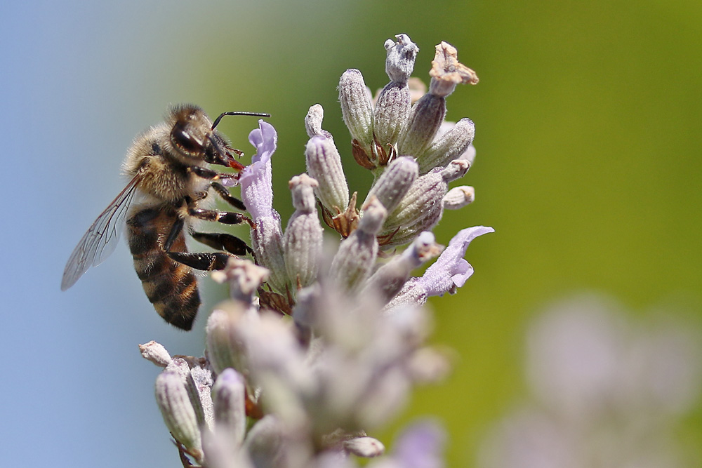 Nahrungsaufnahme am Lavendel