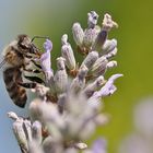 Nahrungsaufnahme am Lavendel