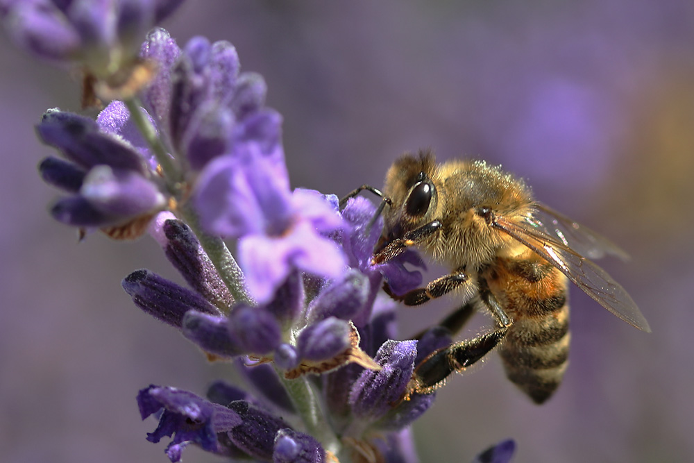 Nahrungsaufnahme am Lavendel