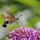 Nahrungsaufnahme am Sommerflieder