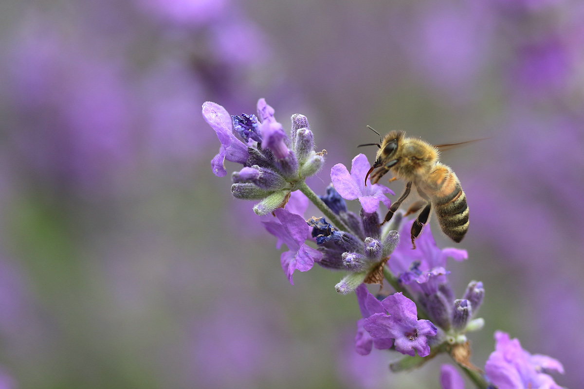 Nahrungsaufnahme der Biene am Lavendel