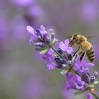 Nahrungsaufnahme der Biene am Lavendel