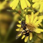 Nahrungsaufnahme der Großen Sumpfschwebefliege