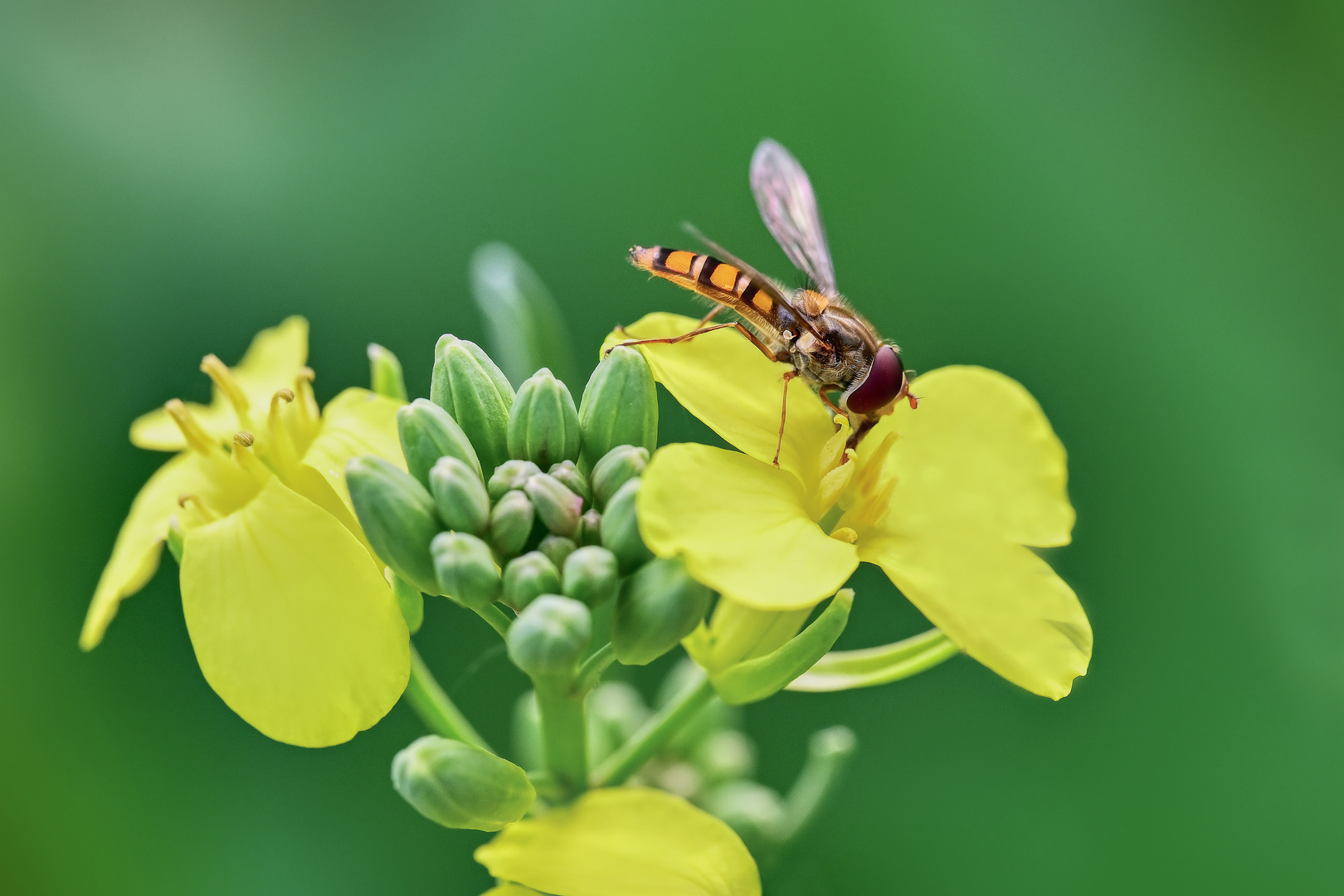 Nahrungsaufnahme der Schwebfliege