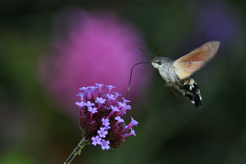 Nahrungsaufnahme im Flug