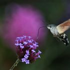 Nahrungsaufnahme im Flug