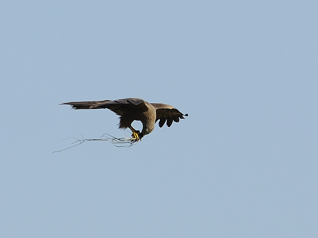 Nahrungsaufnahme im Flug, Schwarzmilan