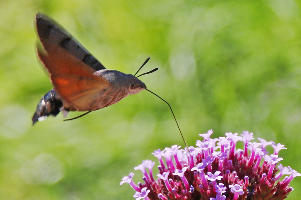 Nahrungsaufnahme im Schwirrflug Foto & Bild tiere, wildlife
