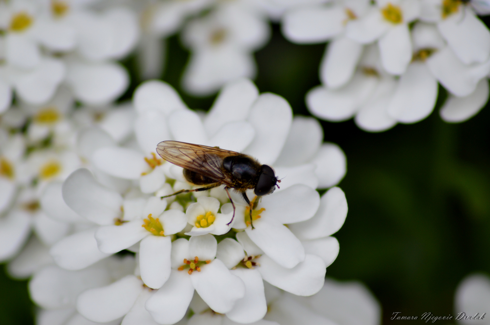 Nahrungsquelle der Insekten