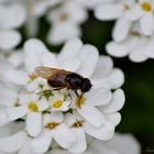 Nahrungsquelle der Insekten