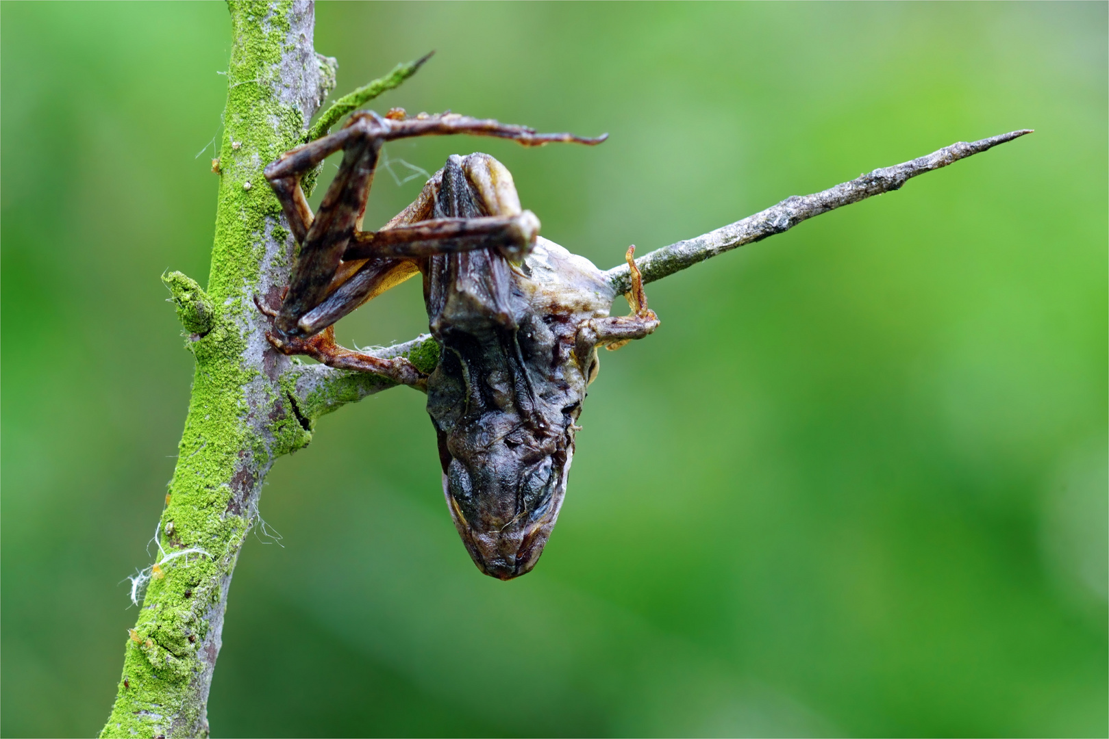 Nahrungsreserve  - vom Neuntöter  - Lanius collurio -