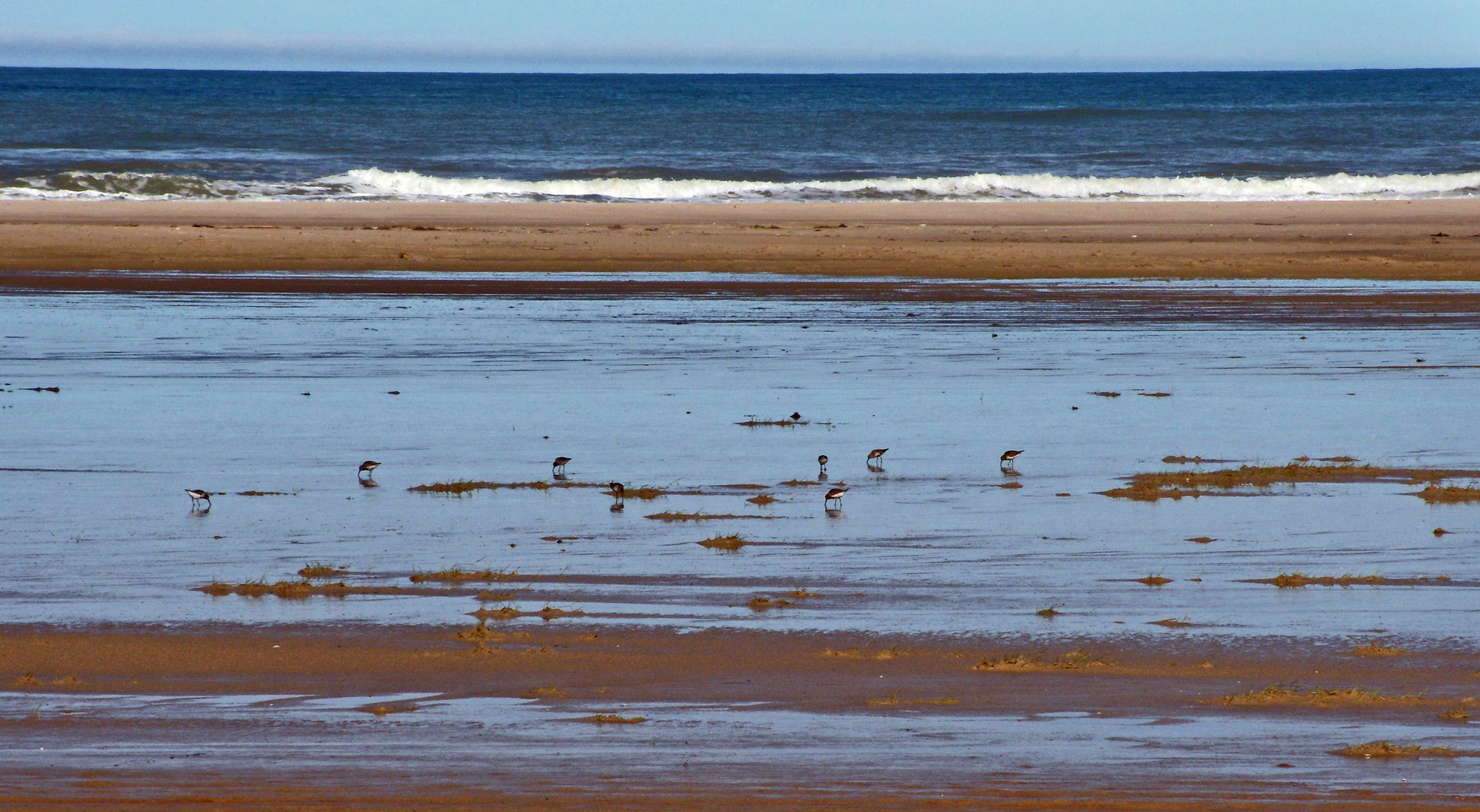 Nahrungssuche der Schnepfenvögel (Sanderling) am Strand bei Tversted..