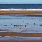 Nahrungssuche der Schnepfenvögel (Sanderling) am Strand bei Tversted..