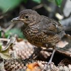 Nahrungssuche im Garten