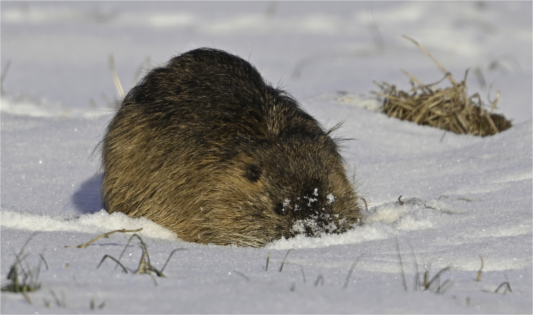 Nahrungssuche im Schnee