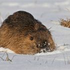 Nahrungssuche im Schnee