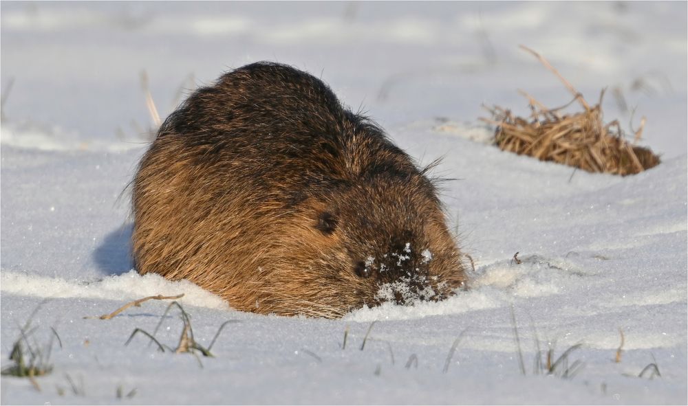 Nahrungssuche im Schnee