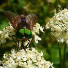 Nahrungssuche - noch wirklich naturgemäß