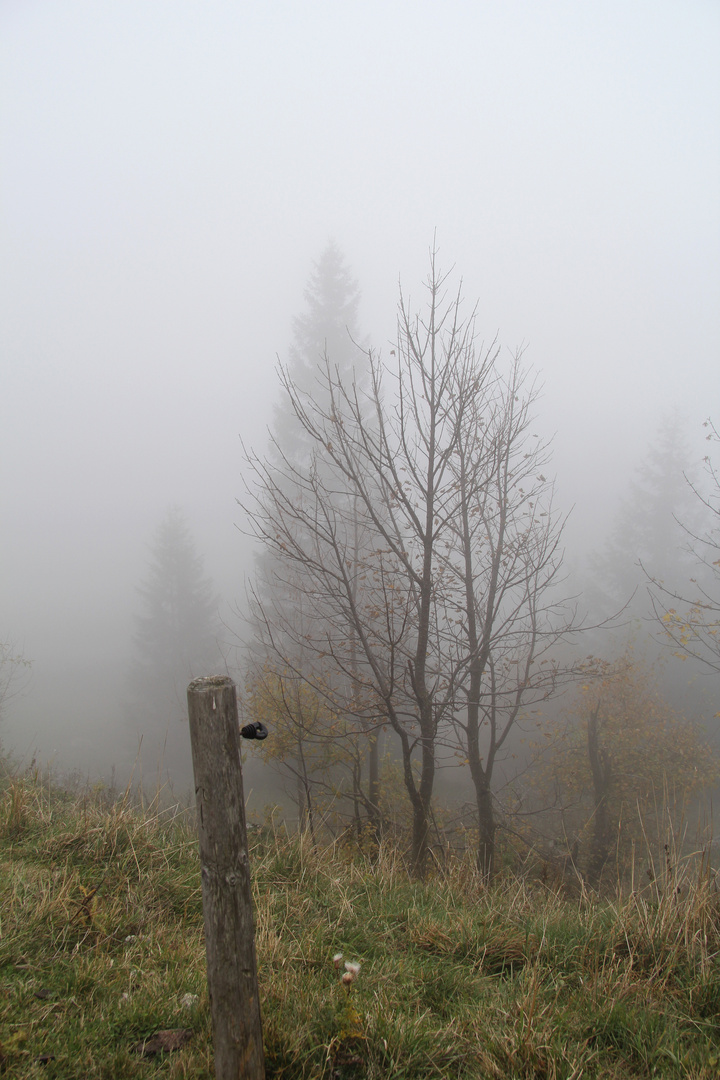 Nahsicht bei Nebel