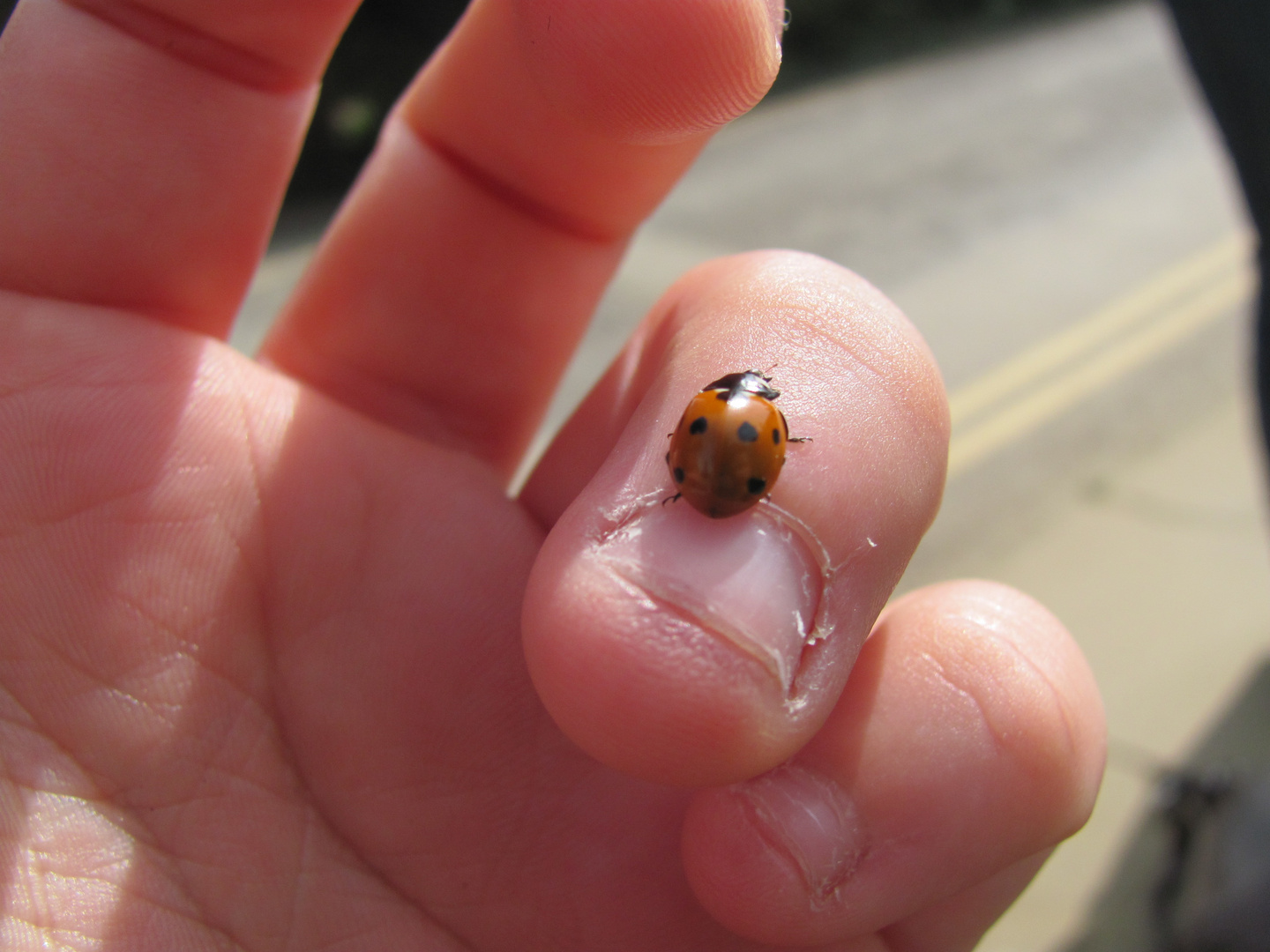 nail ladybird