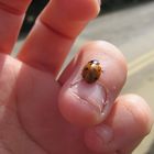 nail ladybird