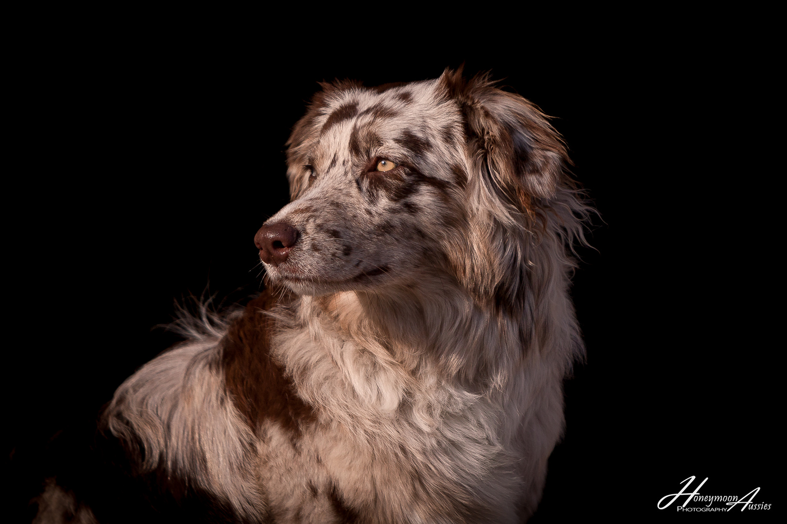 Naila - redmerle Australian Shepherd