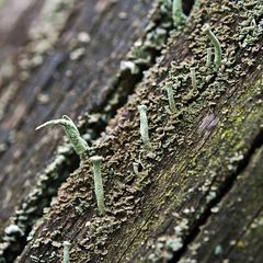 Nails in Nature