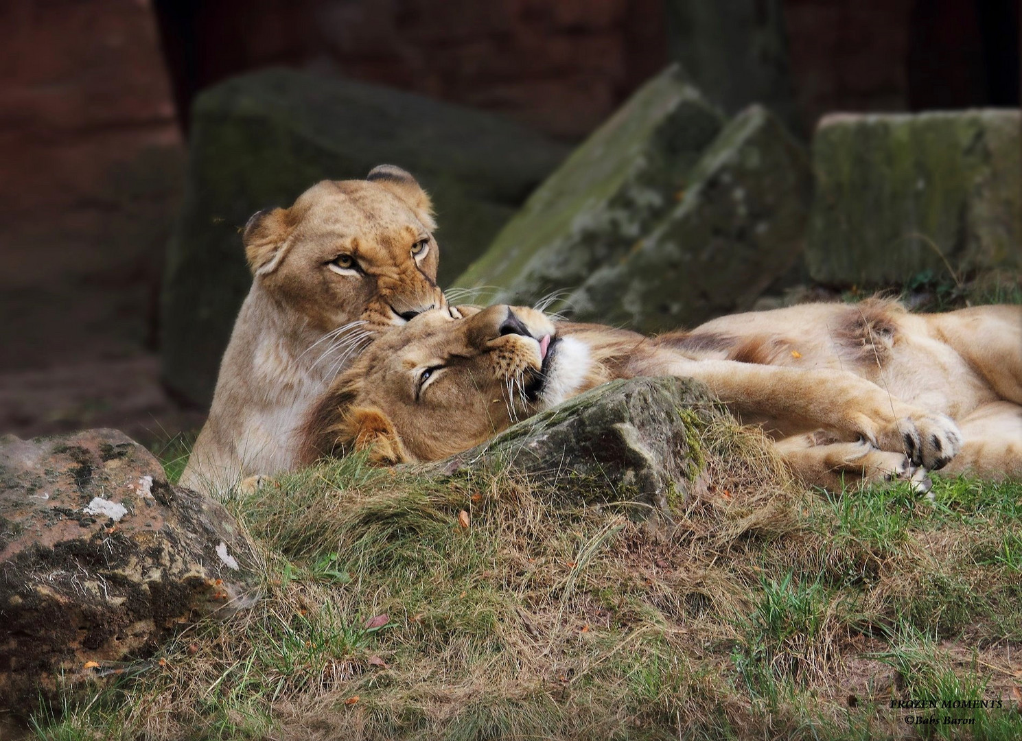 NAIMA & BASU