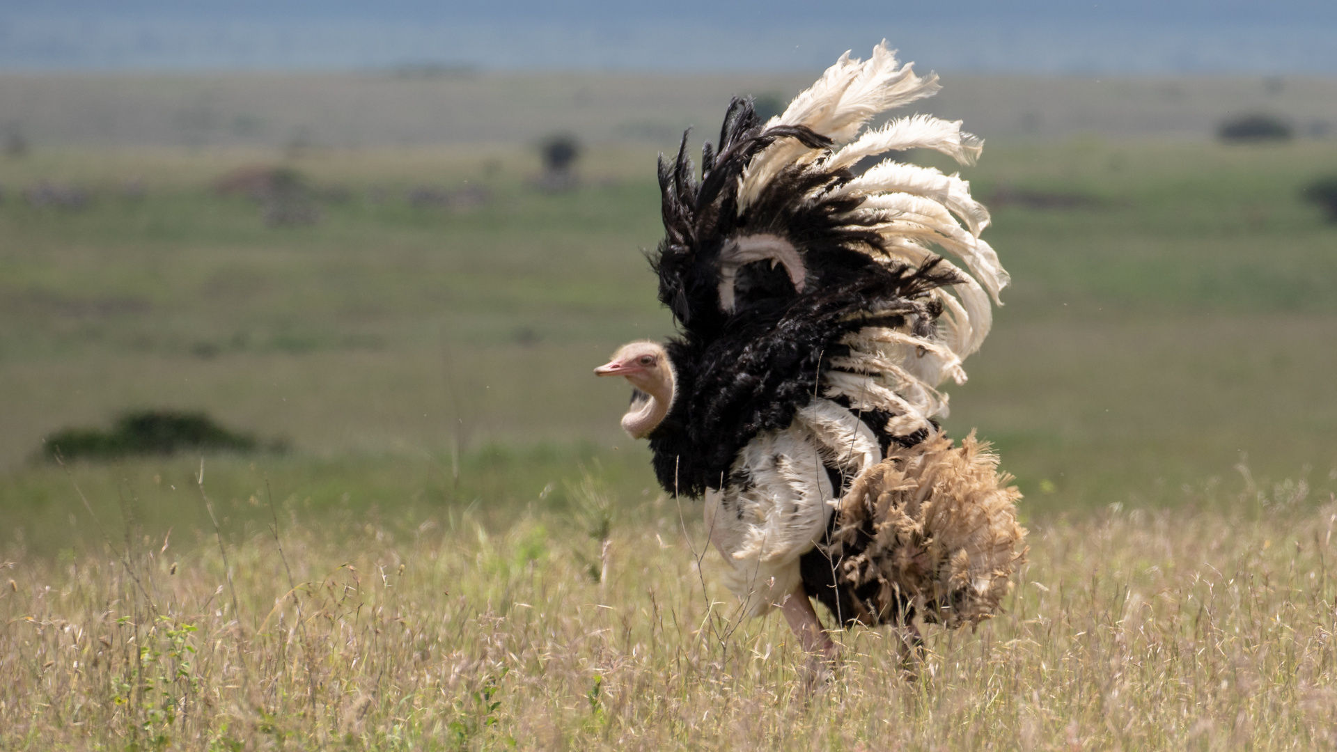 Nairobi Nationalpark