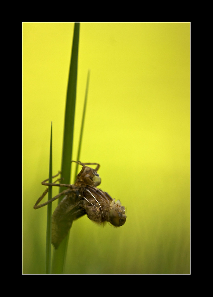 Naissance à l'aube