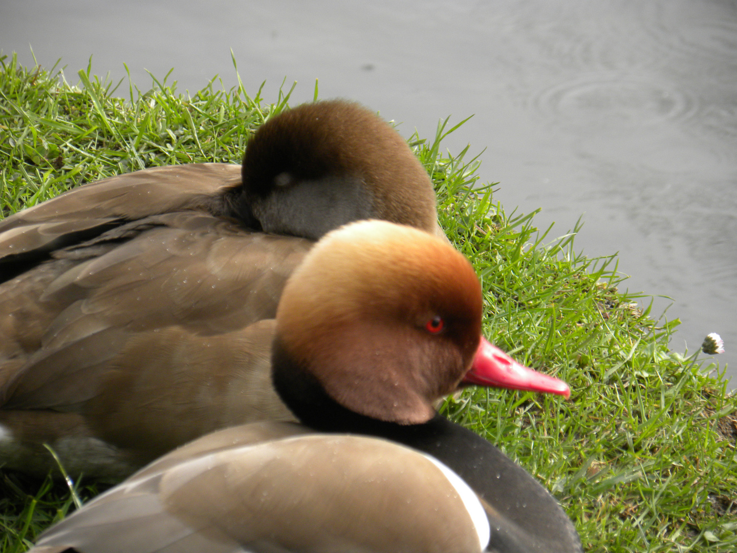 NAISSANCE AU PARC DU CHATEAU DE VIZILE