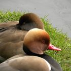 NAISSANCE AU PARC DU CHATEAU DE VIZILE