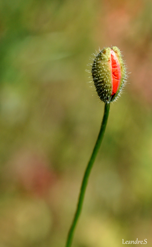 naissance d' un coquelicot