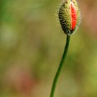 naissance d' un coquelicot