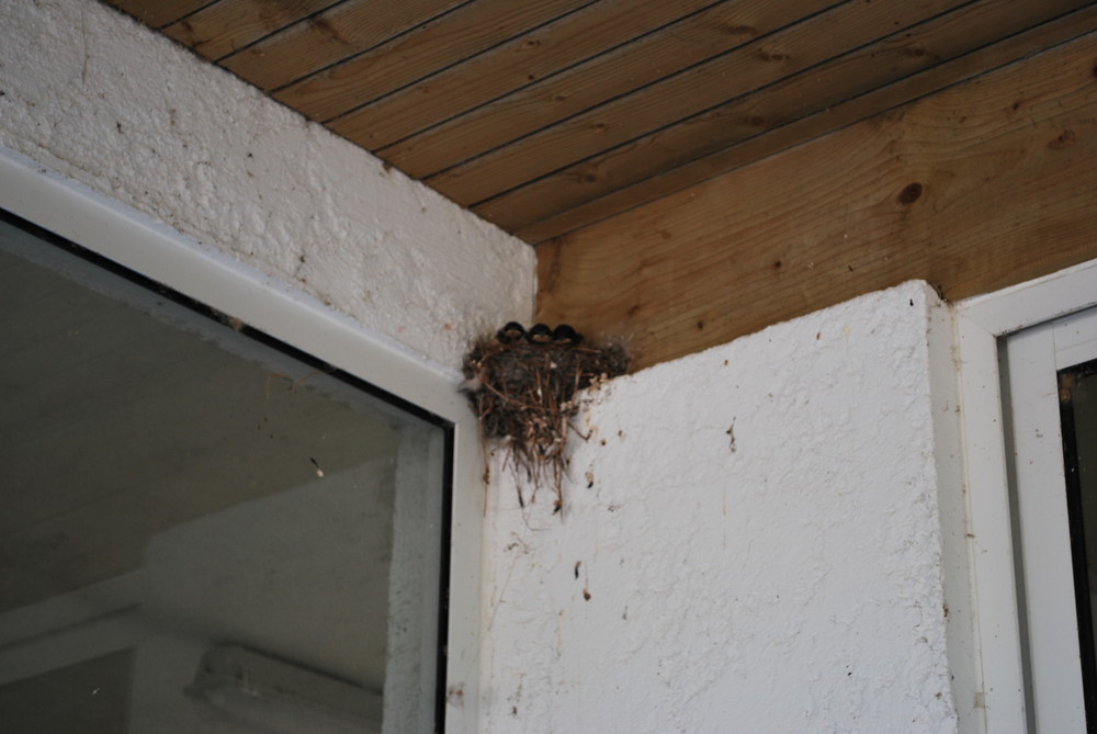 Naissance de 3 petites Hirondelle