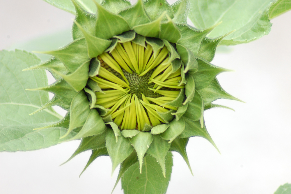 naissance de la fleur de tournesol