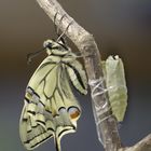 naissance du Machaon