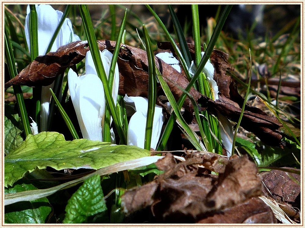 naissance du printemps à travers l'automne.