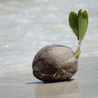 Naissance du Vert...