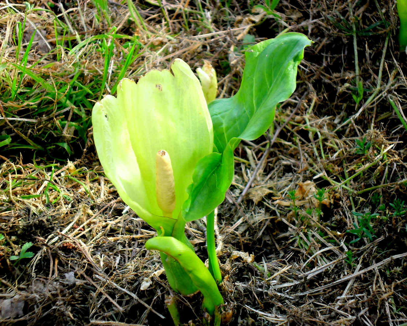 naissance d'un arôme