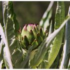 Naissance d'un artichaut.