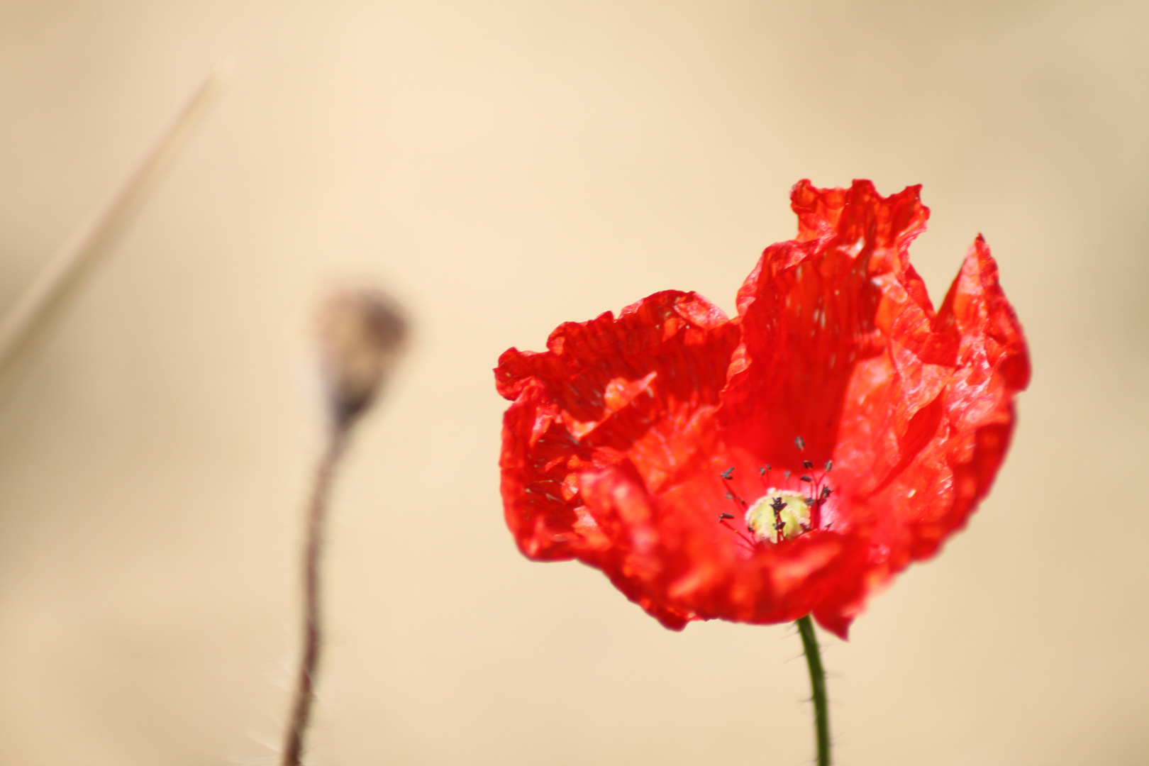 naissance d'un coquelicot