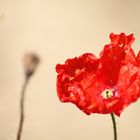 naissance d'un coquelicot