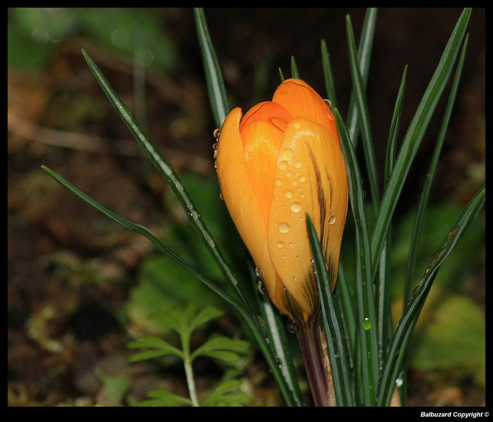 " Naissance d'un crocus dans notre jardin hier "