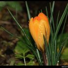 " Naissance d'un crocus dans notre jardin hier "