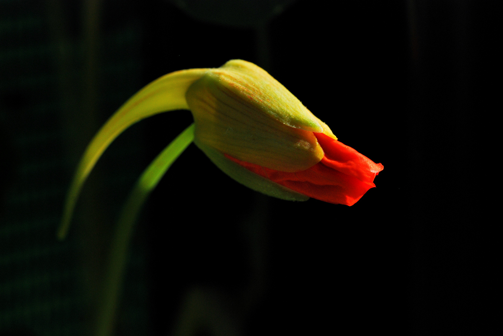 Naissance d'une capucine