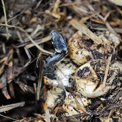 Naissance d'une couleuvre à collier