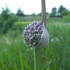 naissance d'une fleur