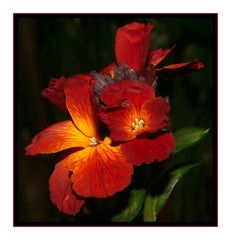 " Naissance d'une fleur de giroflée "